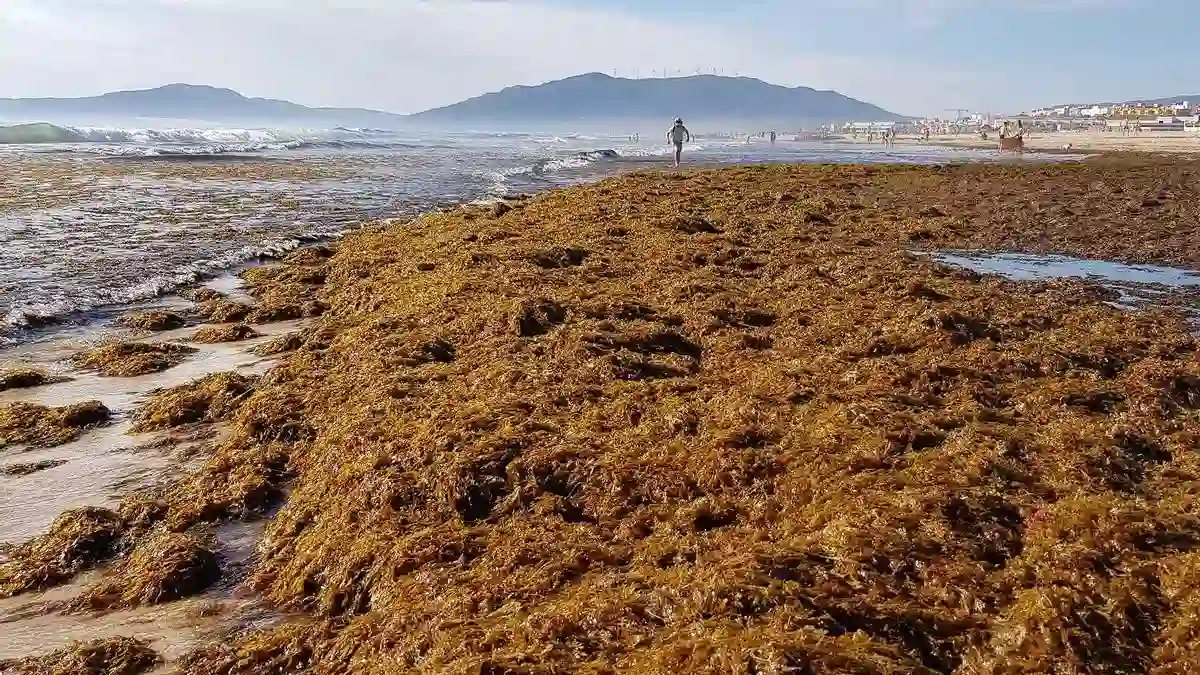 El alga asiática 'Rugulopteryx okamurae' invade el Golfo de Cádiz / Foto: UMA