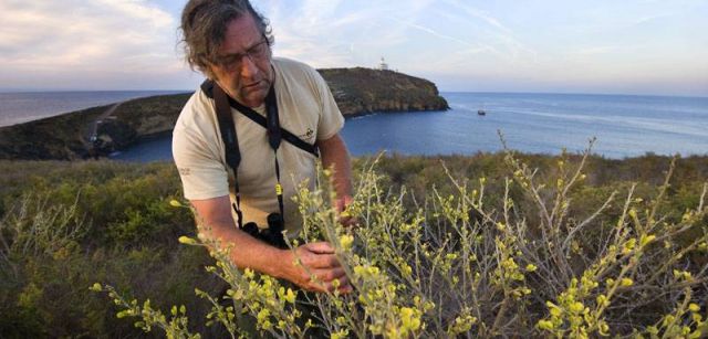 El guarda Vicent Ferris busca plagas exóticas entre la vegetación endémica protegida / Foto: Josep Cano