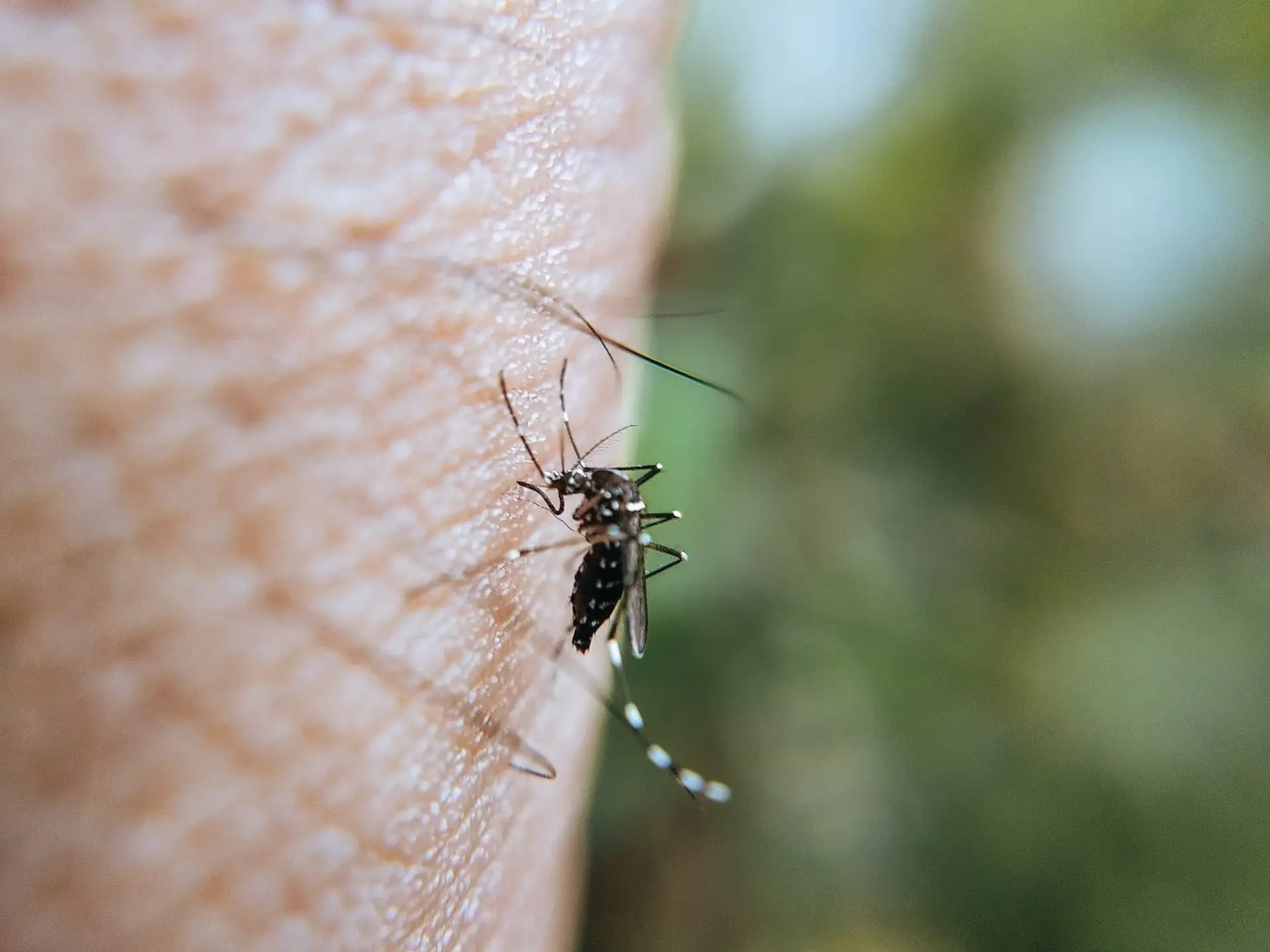 Imagen de un mosquito. Virus del Nilo Occidental / Foto: Archivo - EP