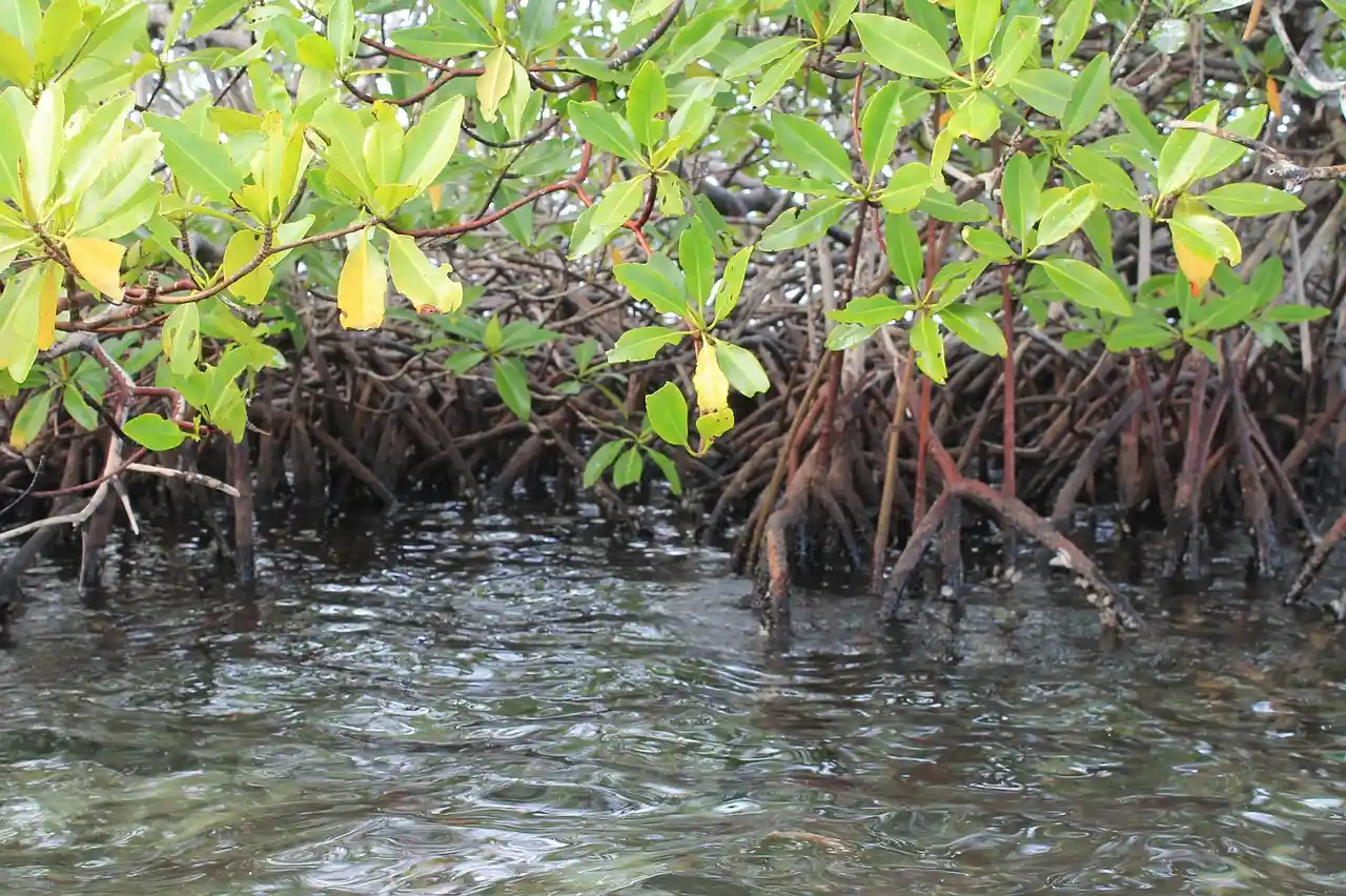 Día de los manglares. Fuente: PB
