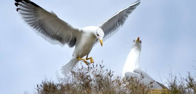 La gaviota de Audouin, que llegó a ser la más amenazada del mundo, tiene uno de sus santuarios en las islas / Foto: Josep Cano