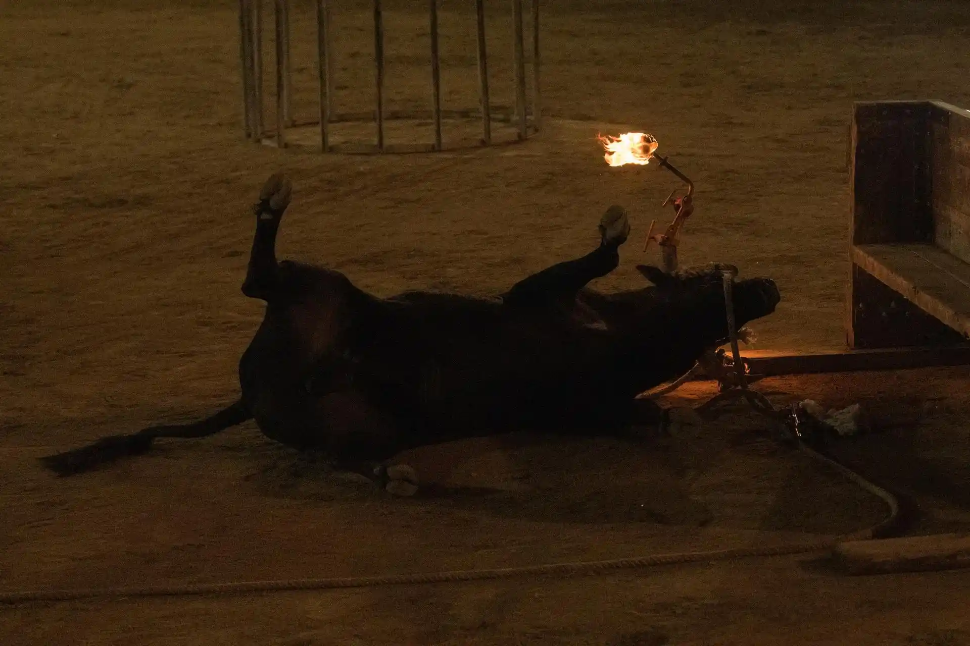 Toro se desploma tras golpearse fuertemente en la cabeza en un festejo en Morella (Castellón) / AnimaNaturalis