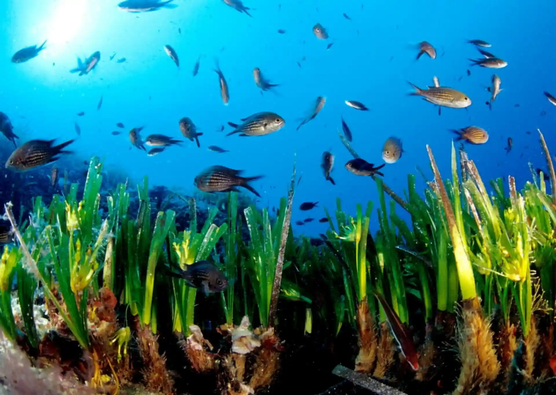 В воде рыбы водоросли. Посейдония водоросли. Морская трава Посейдония индийский океан. Посейдония океаническая.