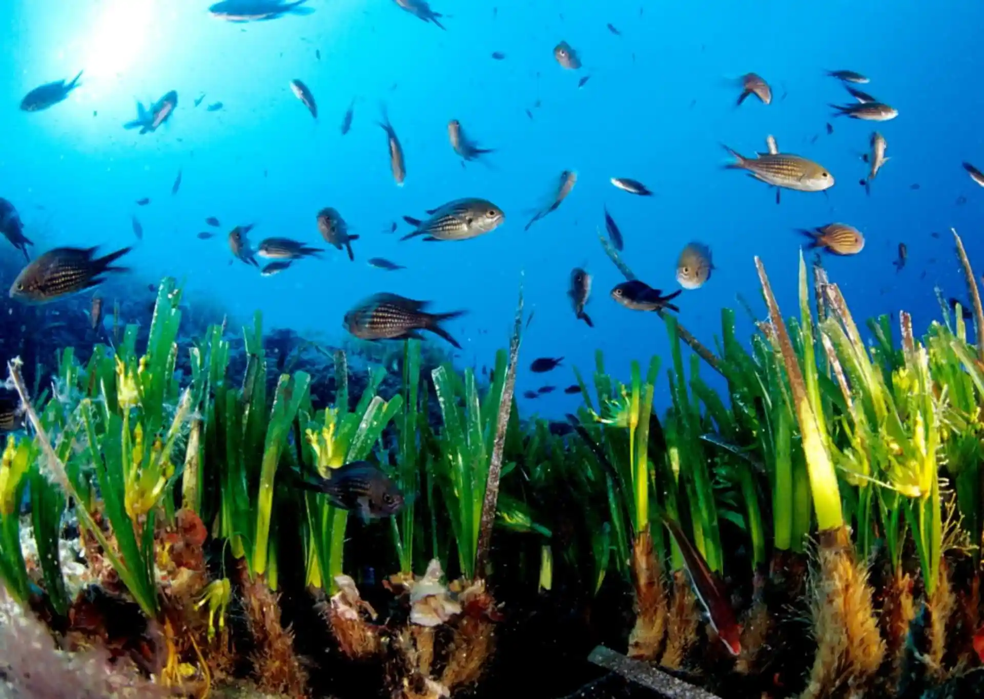 La Ley de Restauración de la Naturaleza es prosperidad económica para Baleares. Pradera de 'Posidonia Oceánica' en Formentera / Foto:  Manu Sanfélix - EP