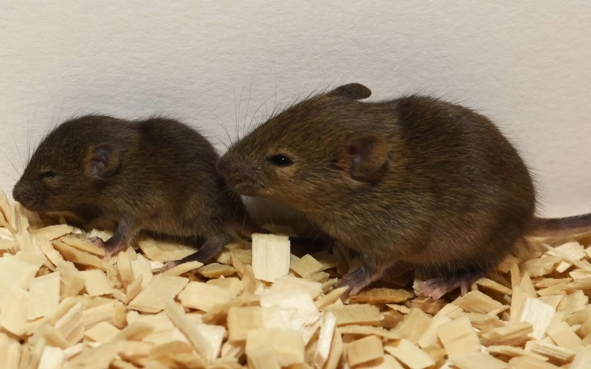 Ratones de laboratorio para experimentación científica / Foto: UNIGE