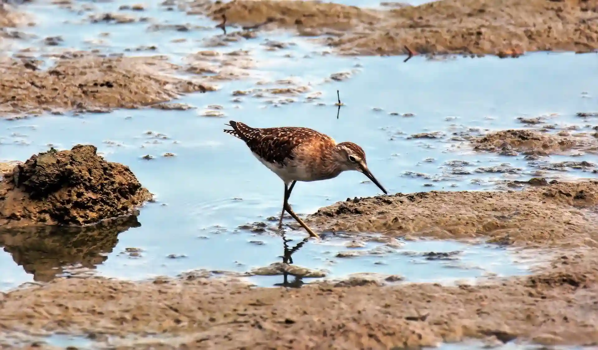 Los ecosistemas costeros vegetados son importantes sumideros de carbono / Foto: Universidad de Cantabria