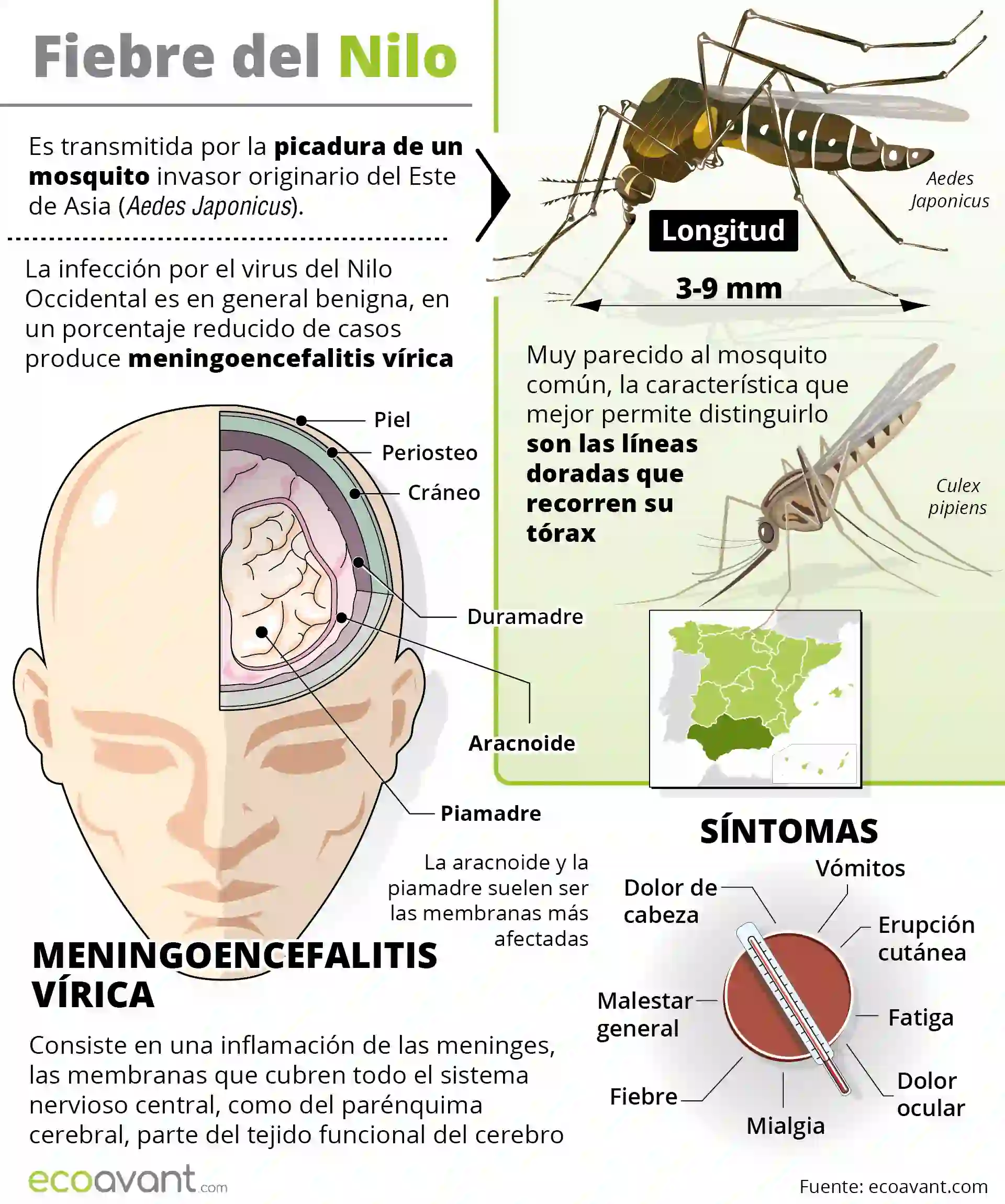 Aumentan los mosquitos portadores del virus del Nilo en Andalucía / Infografía: EcoAvant.com