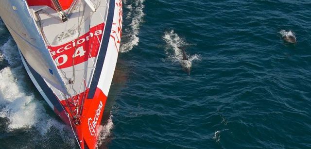 Unos delfines listados acompañan al velero ecológico durante su navegación / Foto: Acciona 100% EcoPowered