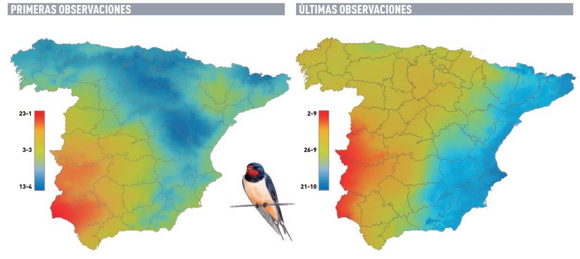 Mapas de las primeras y últimas observaciones de golondrina común en la península. Cambios en la fenología de las aves y cambio climático / Imagen: SEO/BirdLife