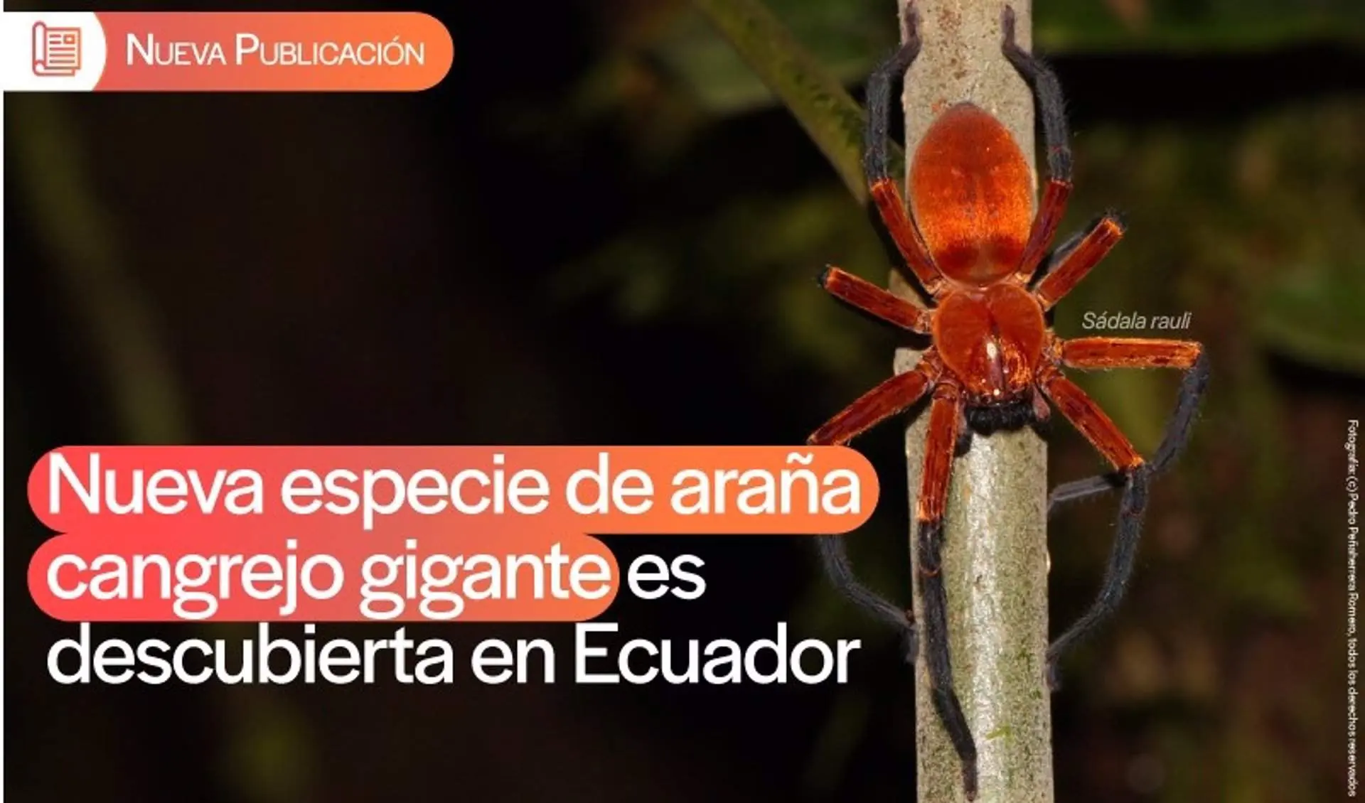 La nueva especie de araña cangrejo gigante, 'Sadala rauli', descubierta en la Reserva de la Biósfera Yasuní / Foto: EP