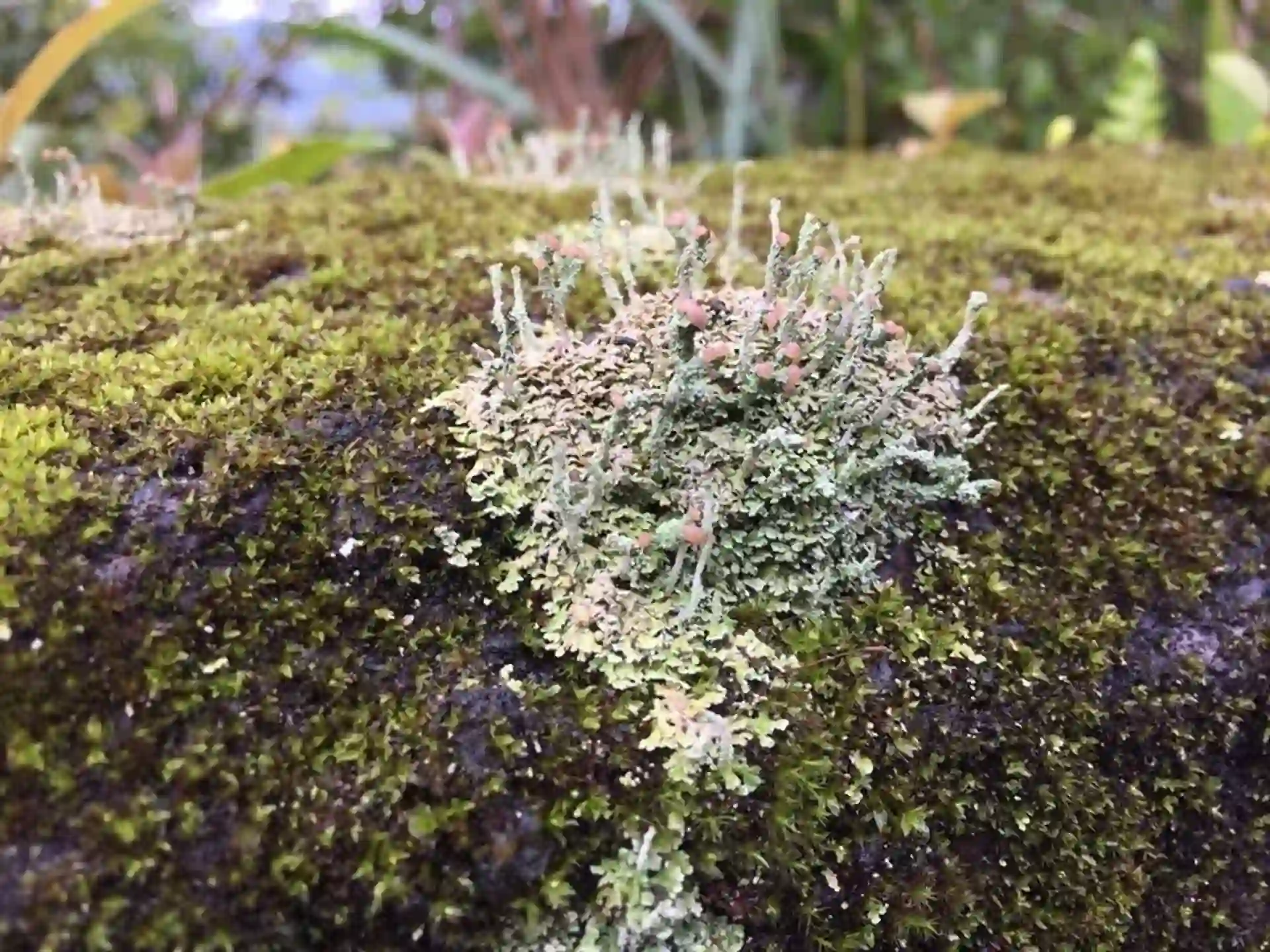 Plantas y líquenes amenazadas en peligro de extinción por el cambio climático / Foto: EP