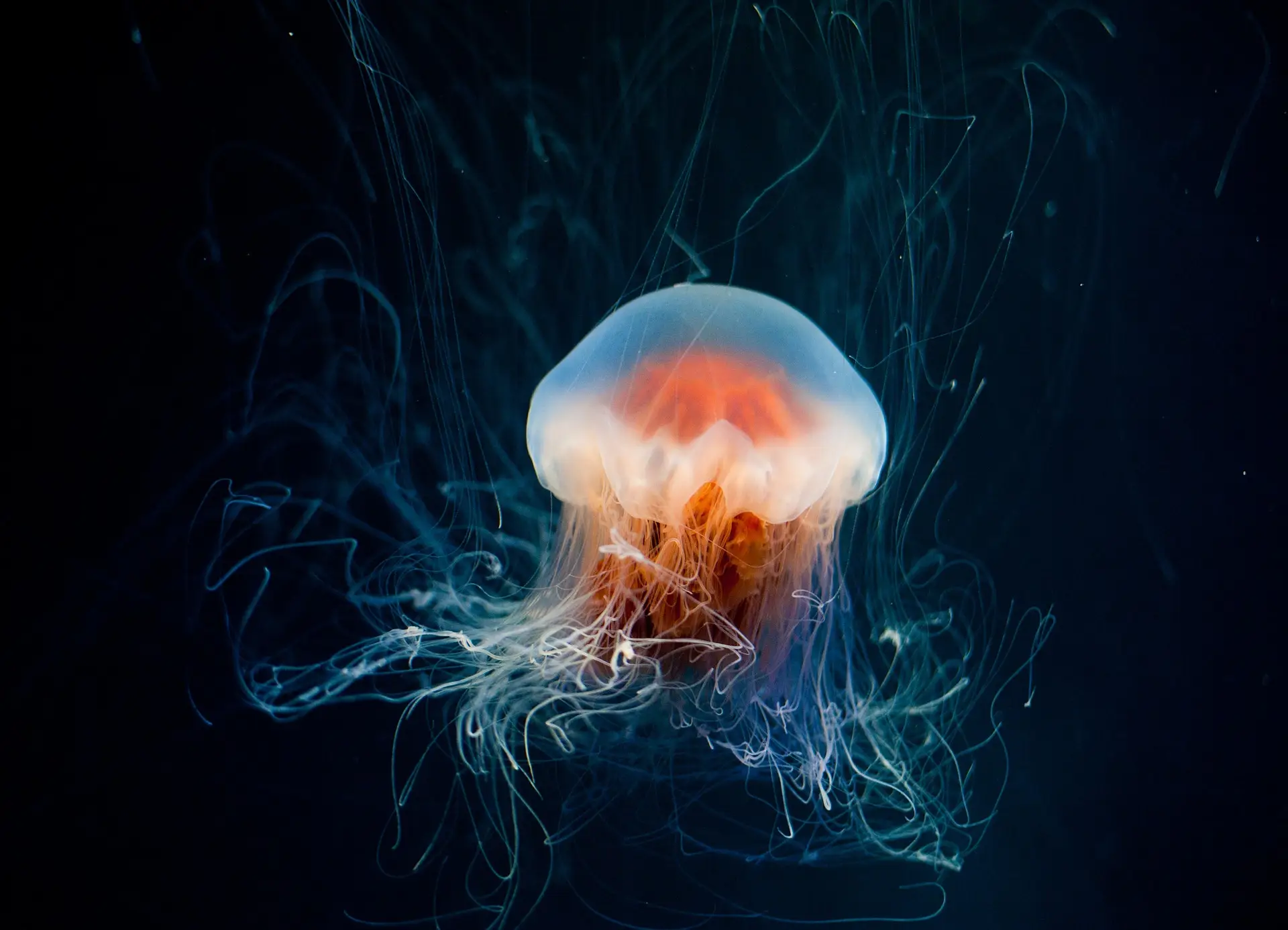 La proliferación de medusas / Foto: PB