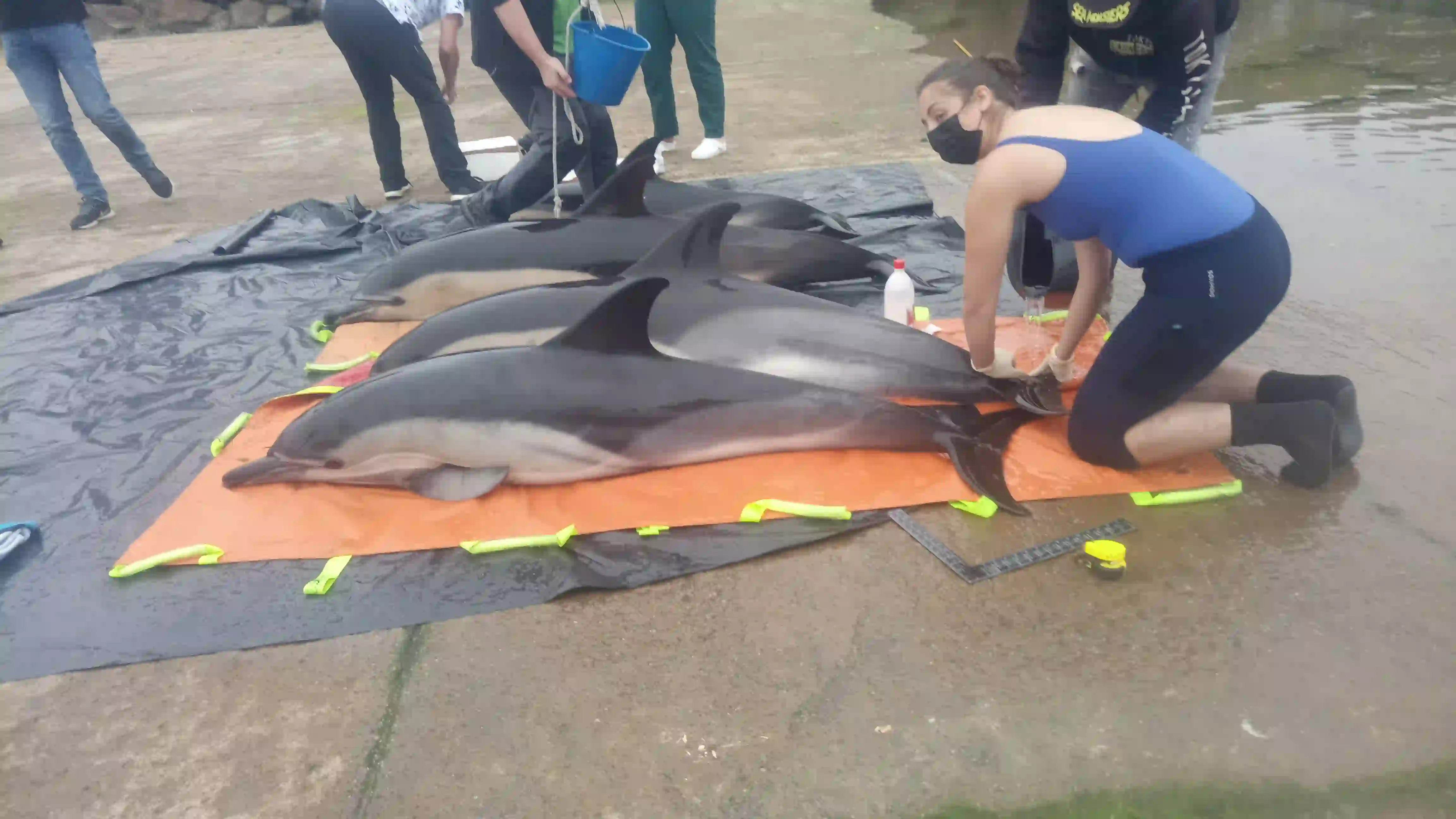 Rescate de delfines en la ría de Arousa en 2021 / Foto: Xunta de Galicia