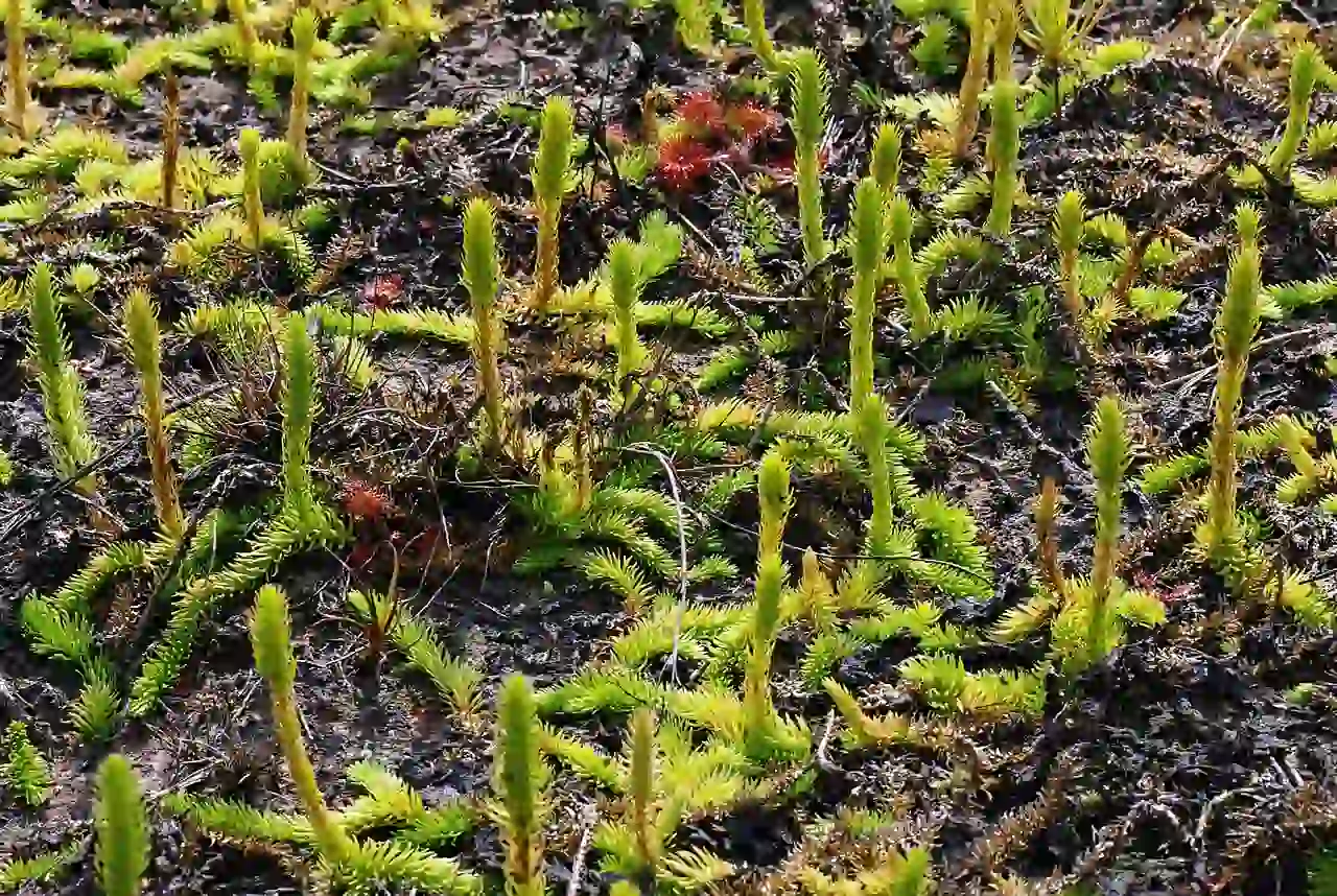 La ‘Lycopodiella inundata’, en peligro de extinción, amenazada ahora por el proyecto de parque eólico de Naturgy / Foto: Wikipedia