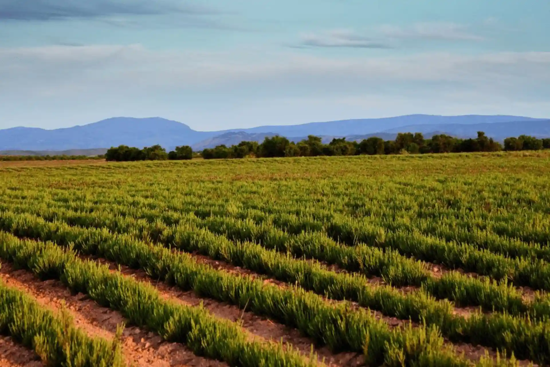 Cultivos en Andalucía. El planeta agota hoy sus recursos naturales / Foto: EP