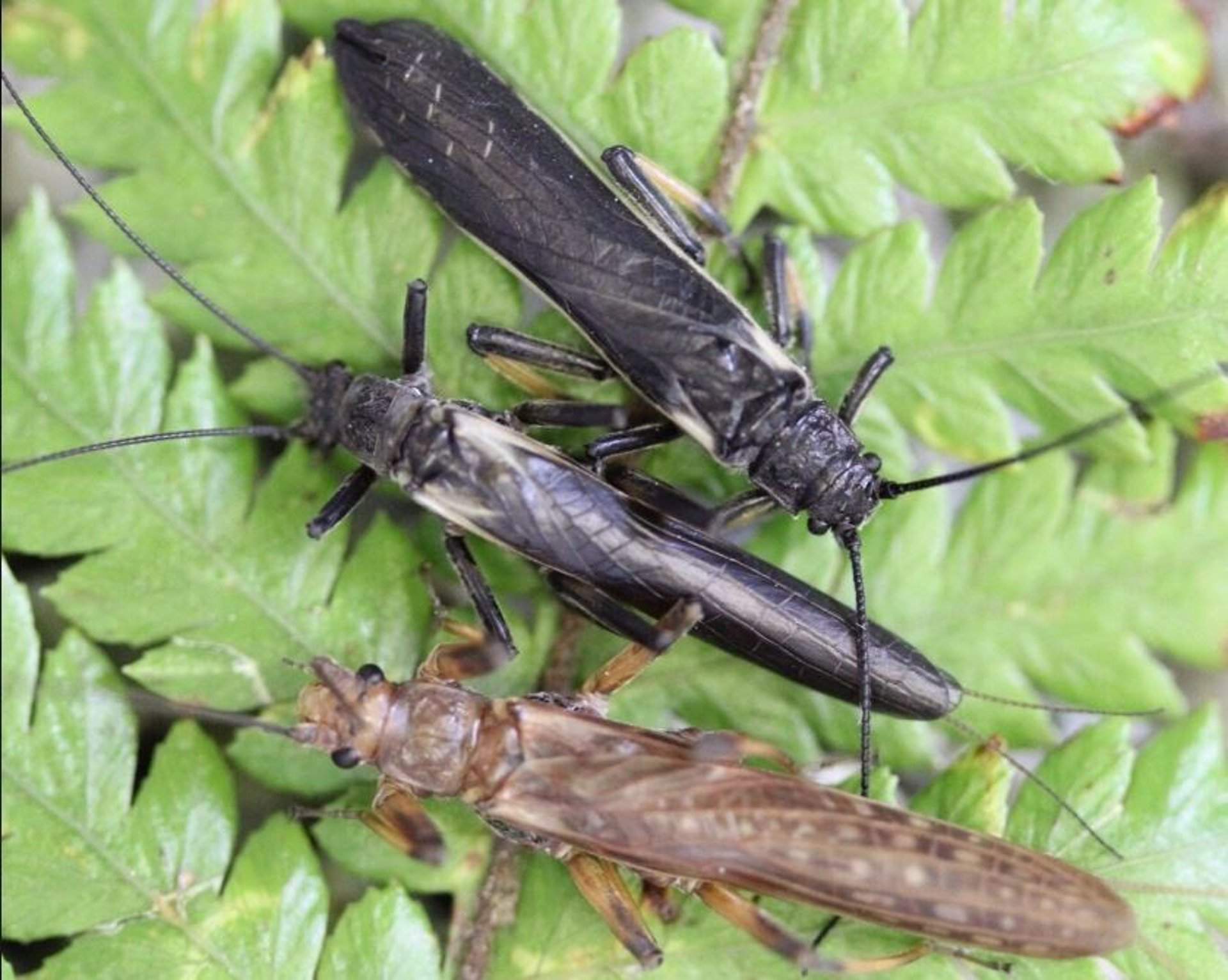 El mimetismo batesiano de la 'Zelandoperla fenestrata' para no ser comida / Foto: Universidad de Otago