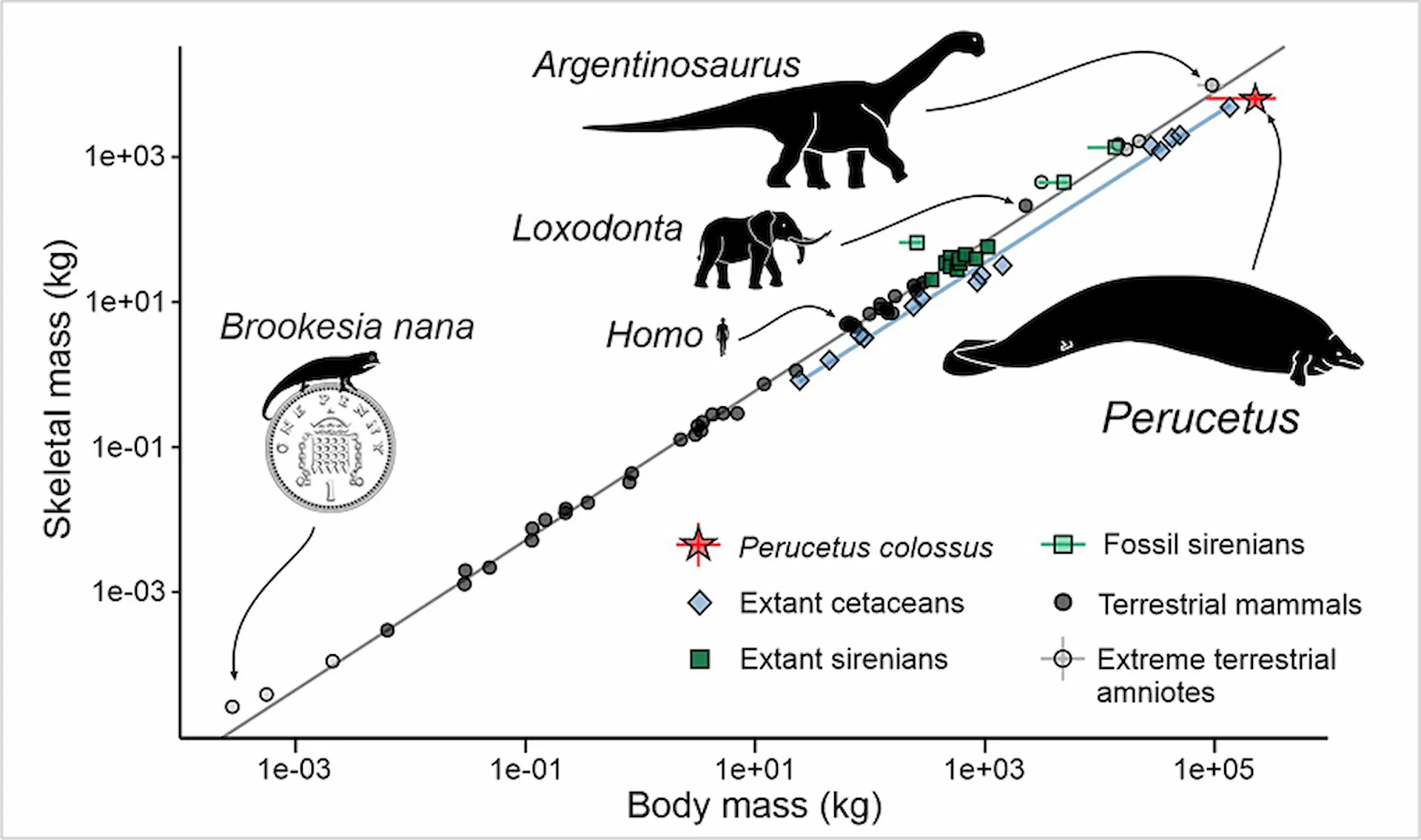 Masa esquelética frente a masa corporal en amniotas (mamíferos y reptiles, incluidas las aves) / Imagen: Alberto Gennari