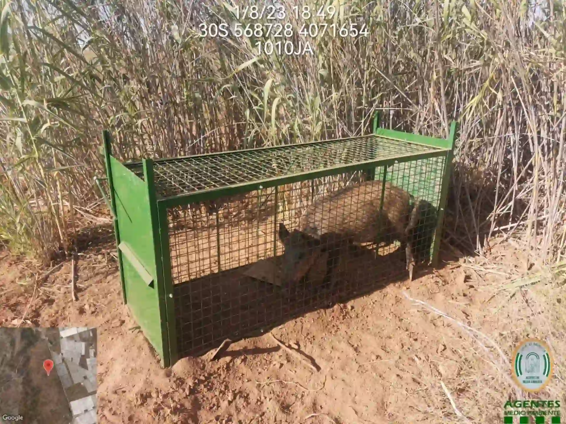 Andalucía autoriza excepcionalmente la caza y captura de jabalíes y otras especies / Foto: Junta de Andalucía