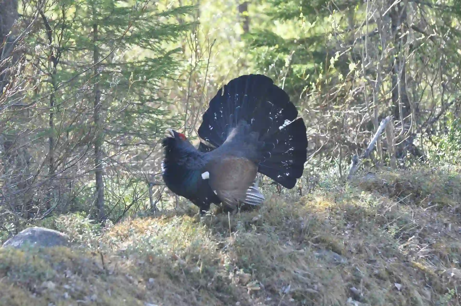 La situación crítica del urogallo en el Pirineo aragonés / Foto: PB