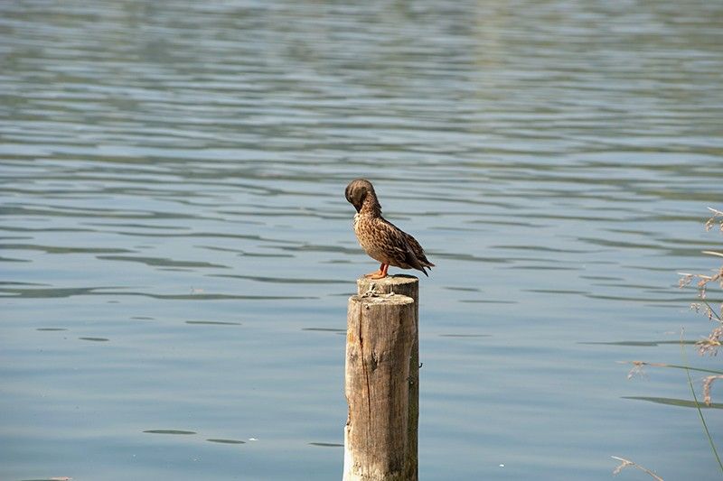 Banyoles es el hábitat de numerosas aves acuáticas, como esta hembra de ánade real / Foto: Josep Cano