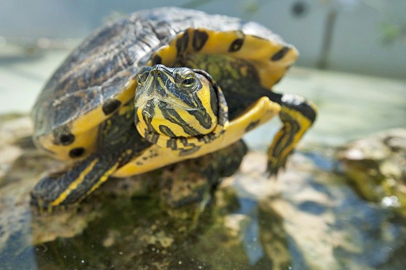 Las tortugas de Florida abandonadas son una de las principales especies invasoras de este ecosistema / Foto: Josep Cano