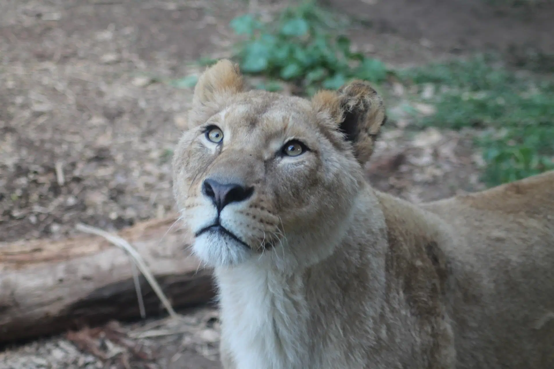 Hembra de león africano llegado a Terra Natura Murcia. Se reduce un 90% el león africano / Foto: EP