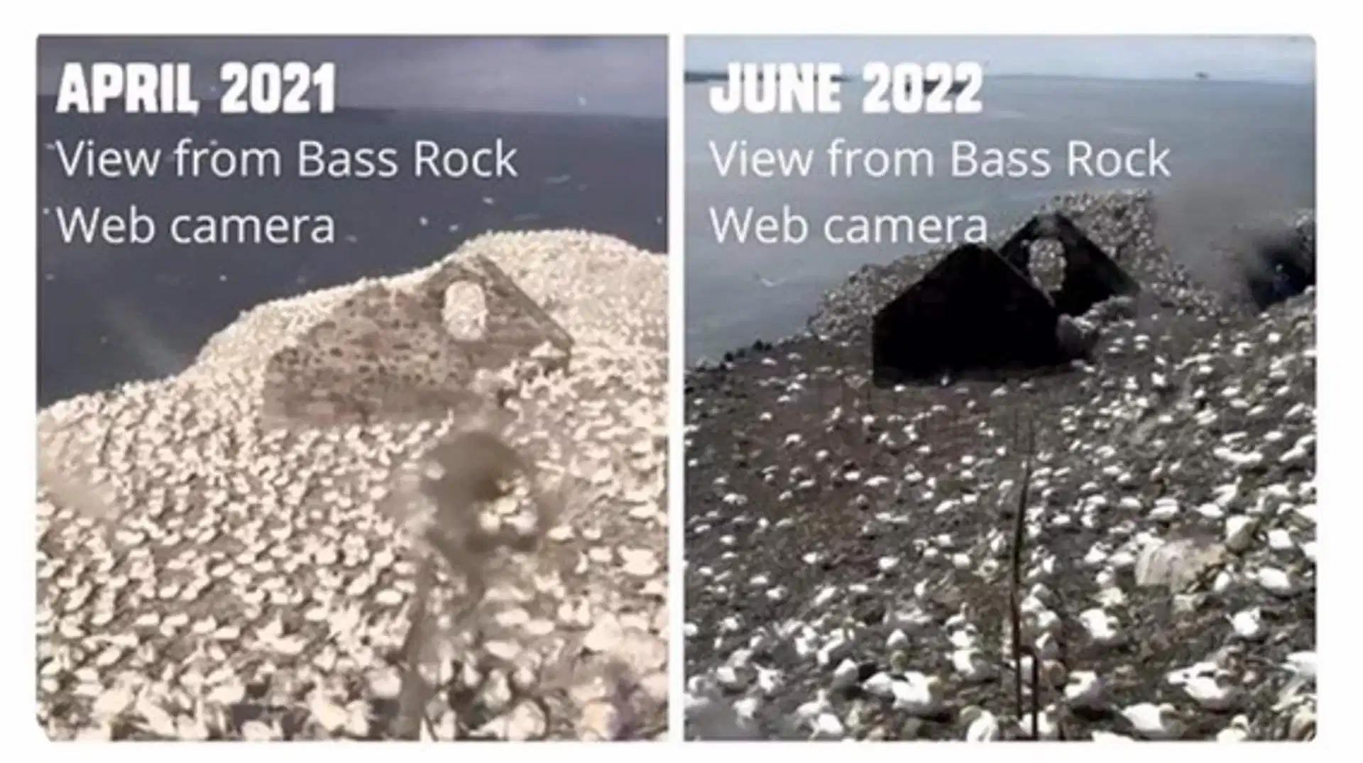 El impacto sobre la población de alcatraces se muestra en las imágenes tomadas de Bass Rock (Escocia). Gripe aviar / Foto: EP