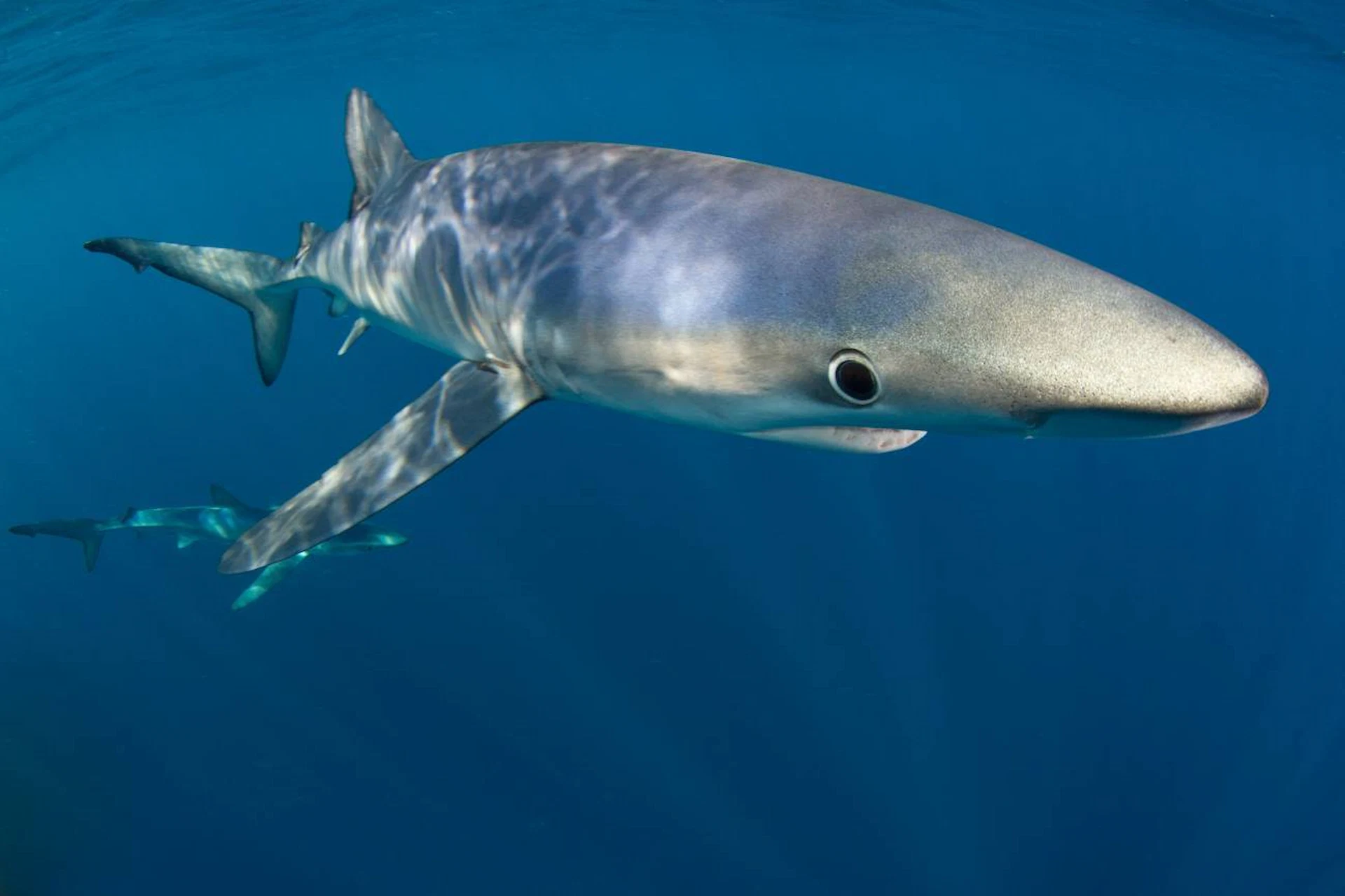 Tiburon azul. Los depredadores marinos sufrirán gran pérdida para 2100 / Foto: SINC