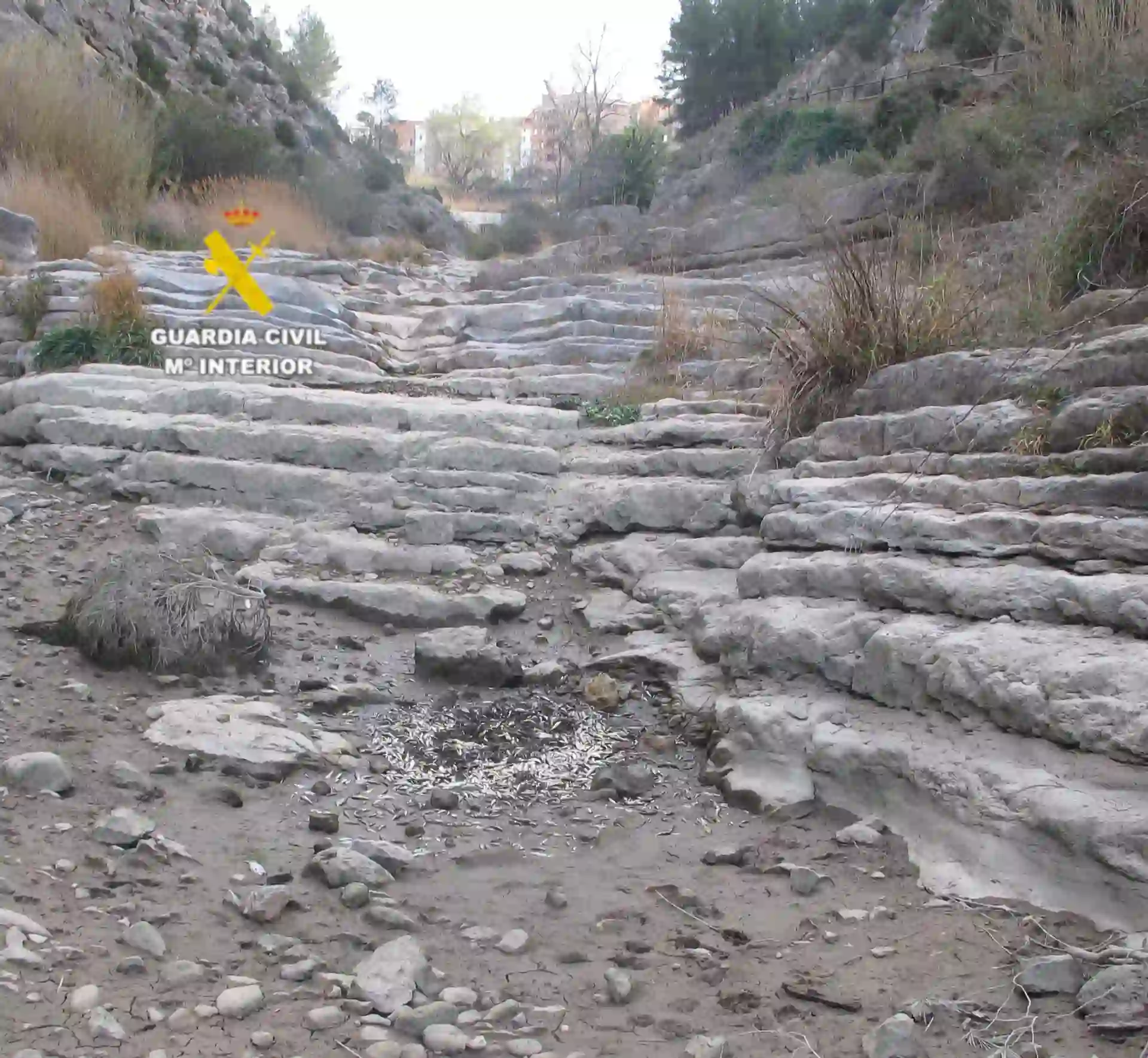 Peces muertos en un tramo del río Palancia desecado / Foto: SEPRONA