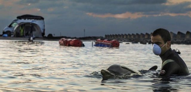 Veterinarios del CRAM atendiendo a un delfín varado en la playa de Cunit (Tarragona) / Foto: Fernando Alegre / CRAM