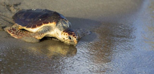 Una tortuga recuperada en el centro en el momento de recuperar la libertad / Foto: Fernando Alegre / CRAM