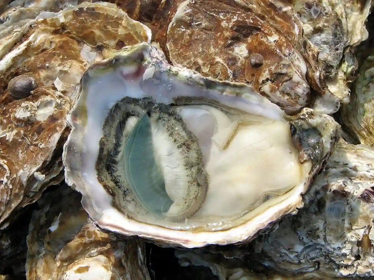 Ostra, molusco y mariscos cultivados por el ser humano y más resistente a la extinción / Foto: Wikipedia