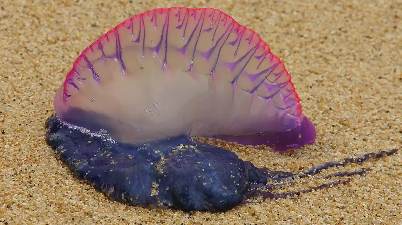 La carabela portuguesa 'Physalia physalis', una medusa especial / Foto: Wikipedia
