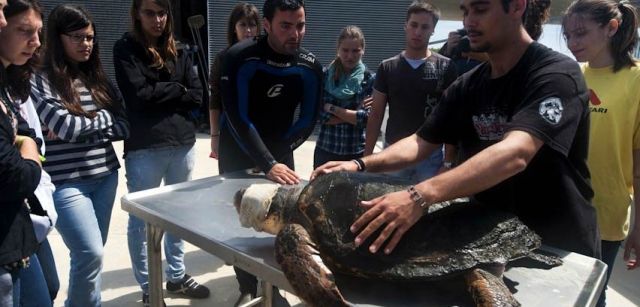 Una tortuga boba sometida a unas pruebas clínicas ante un grupo de estudiantes de veterinaria / Foto: Josep Cano