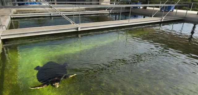 La piscina destinada a las tortugas tiene una capacidad de 580.000 litros de agua / Foto: Josep Cano