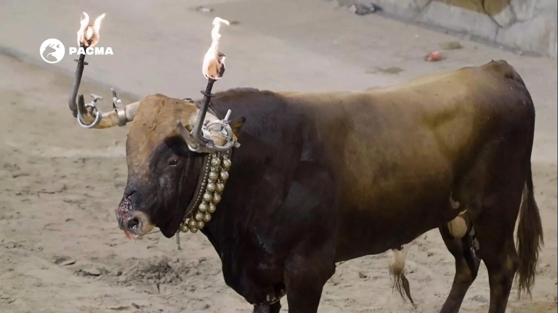 Toro herido es embolado en las Fiestas del Serrallo del Grau de Castelló / Foto: EP