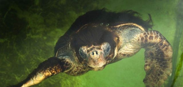 'Cuatro por cuatro', una tortuga boba de 95 kilos, ya no puede ser liberada porque pasó 25 años recluída en una bañera / Foto: Josep Cano