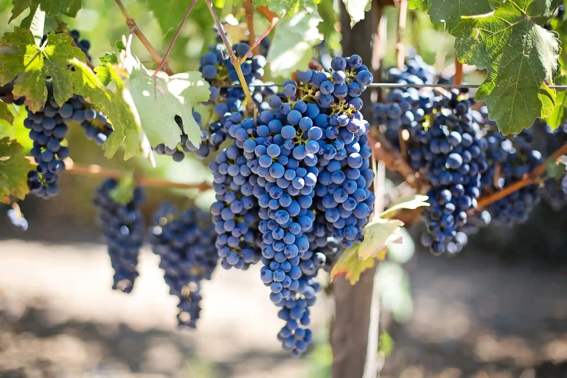 La cultura del vino, una tradición milenaria / Foto: PB