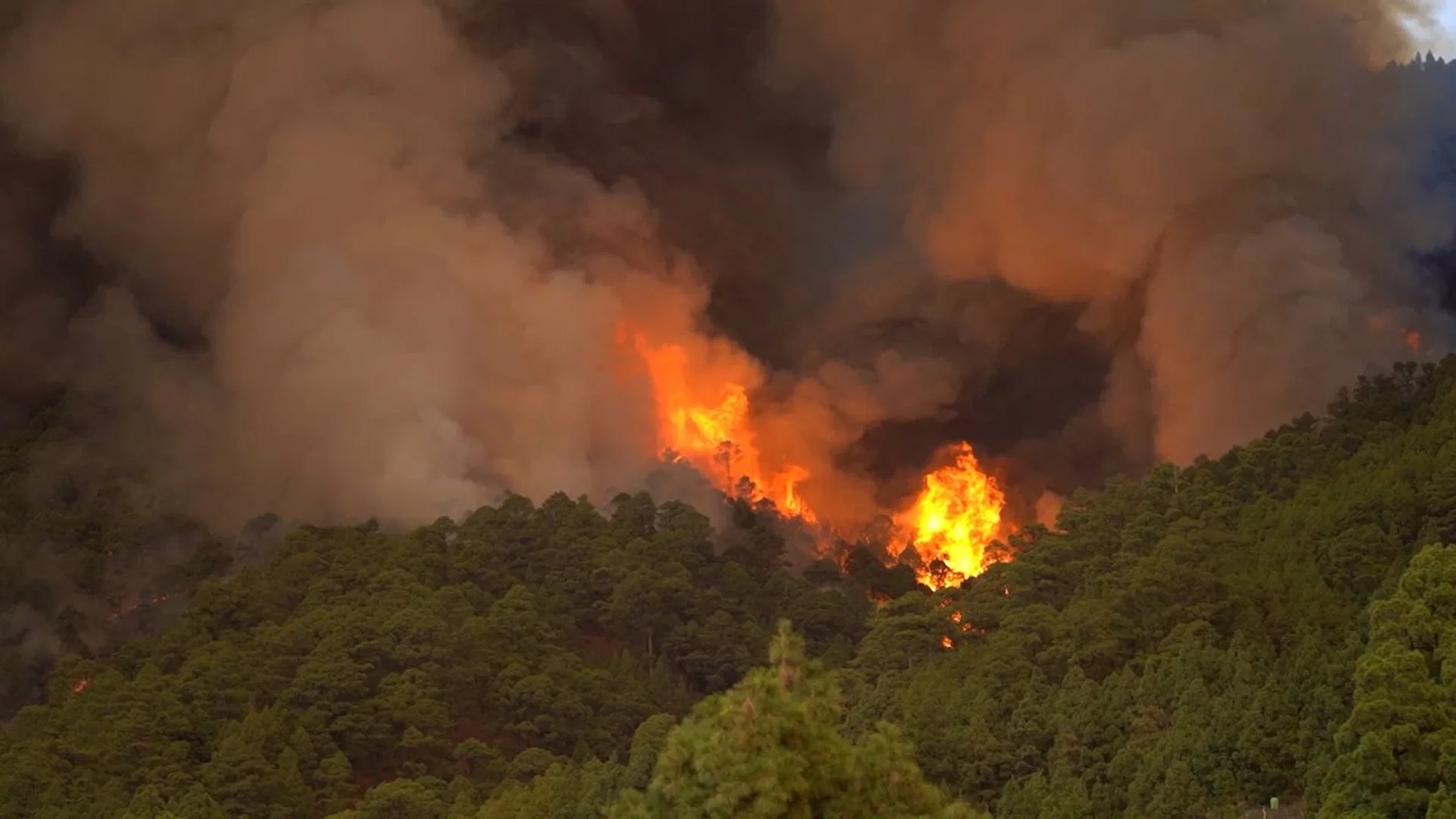 Llamas, en el monte, de un incendio forestal, a 16 de agosto de 2023, en Tenerife (España). Anoche se declaró un incendio forestal en Tenerife entre las localidades de Candelaria y Arafo / Foto: EP