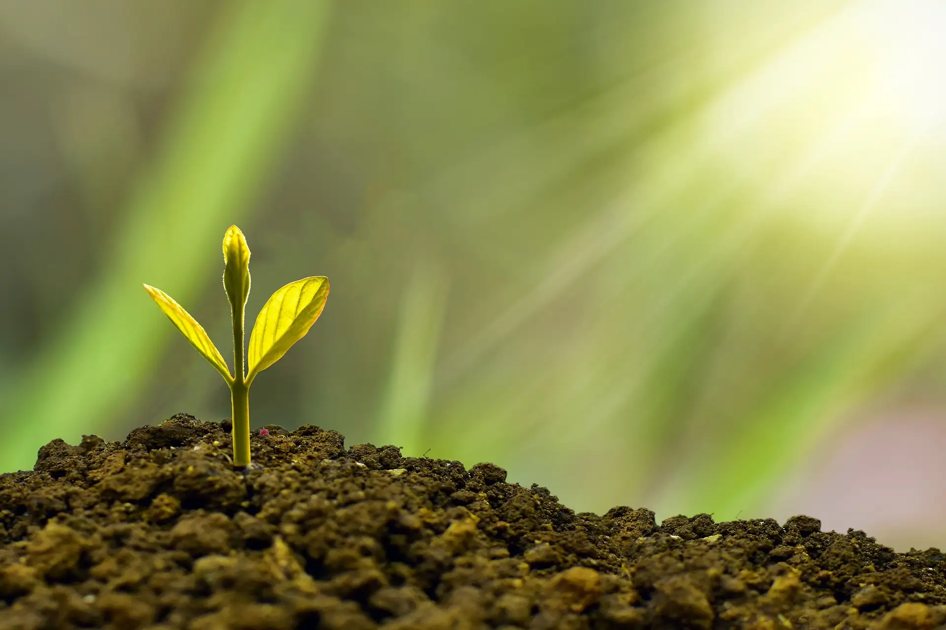 Imagen conceptos medio ambiente / Imagen: PB