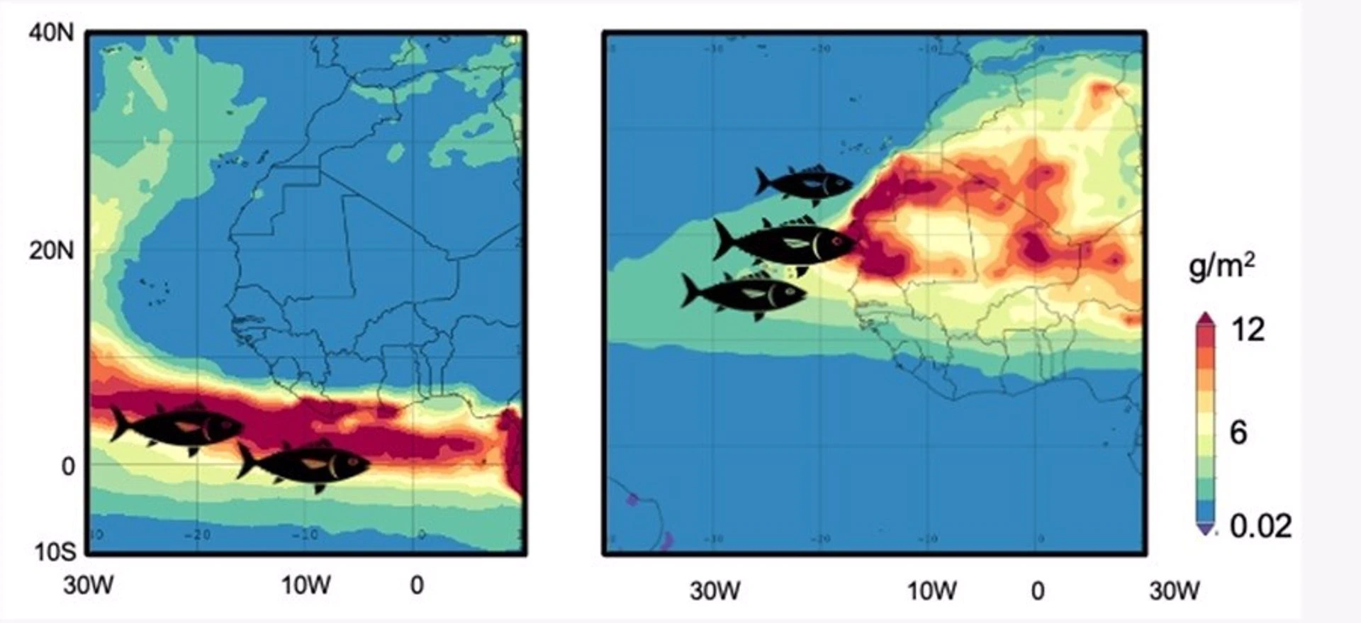 El atún listado del Atlántico se desplaza con el polvo Sahariano / Imagen: CSIC