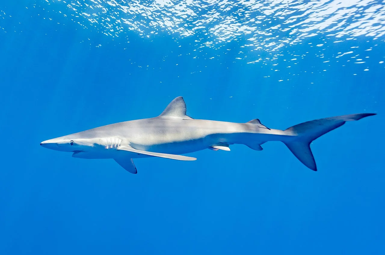 Ejemplar de tintorera, tiburón azul 'Prionace glauca' / Foto: Wikipedia