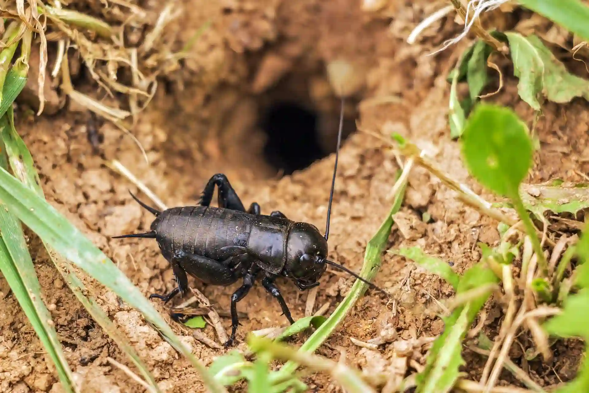 Ejemplar de Grillo de campo 'Gryllus campestris'. Saber la temperatura escuchando el canto del grillo  / Foto: PB