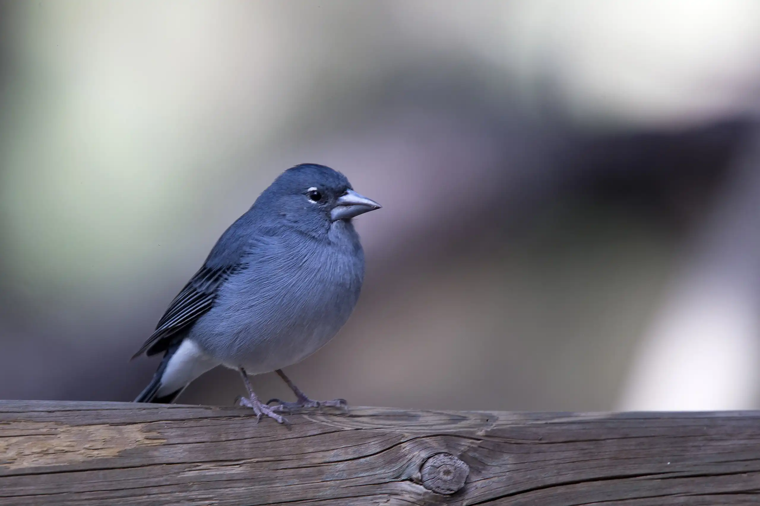 El pinzón azul de Tenerife una de las muchas especies afectadas por el incendio / Foto: SEO/BirdLife