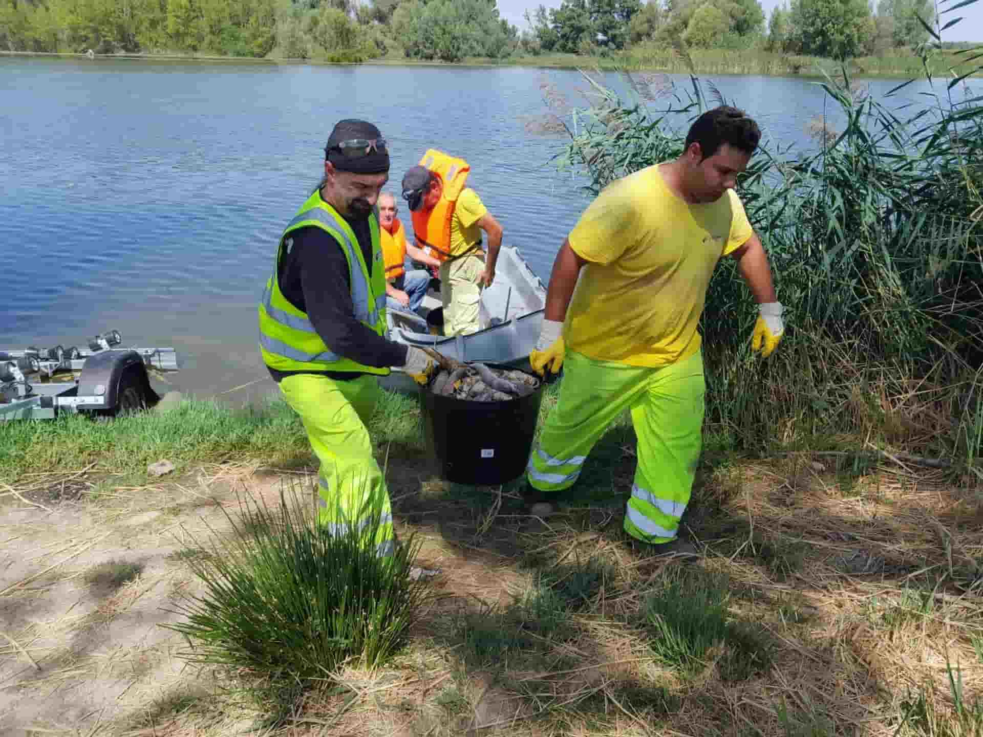 Retirada de peces muertos en el río Duero / Foto: CHD