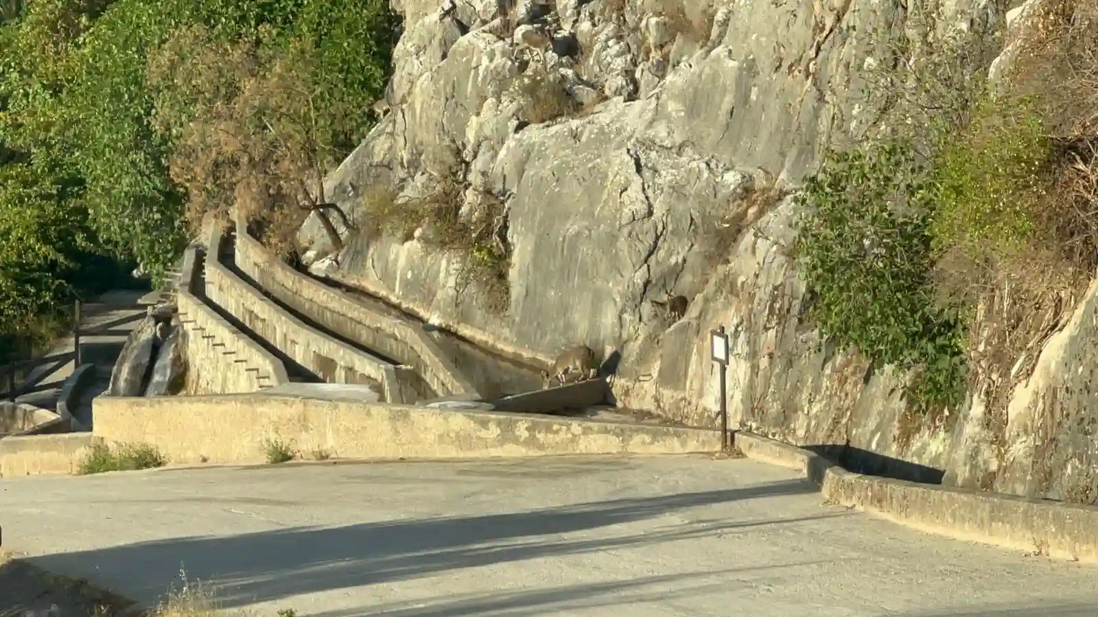 Cabras montesas van a beber a las pozas / Foto: Ayuntamiento de Villanueva del Trabuco