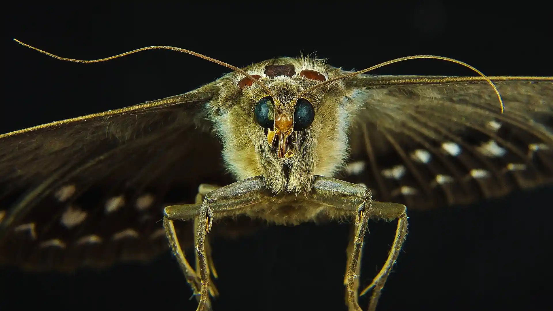 El declive de los insectos en Europa se debe a la actividad humana. Polilla / Foto: PB