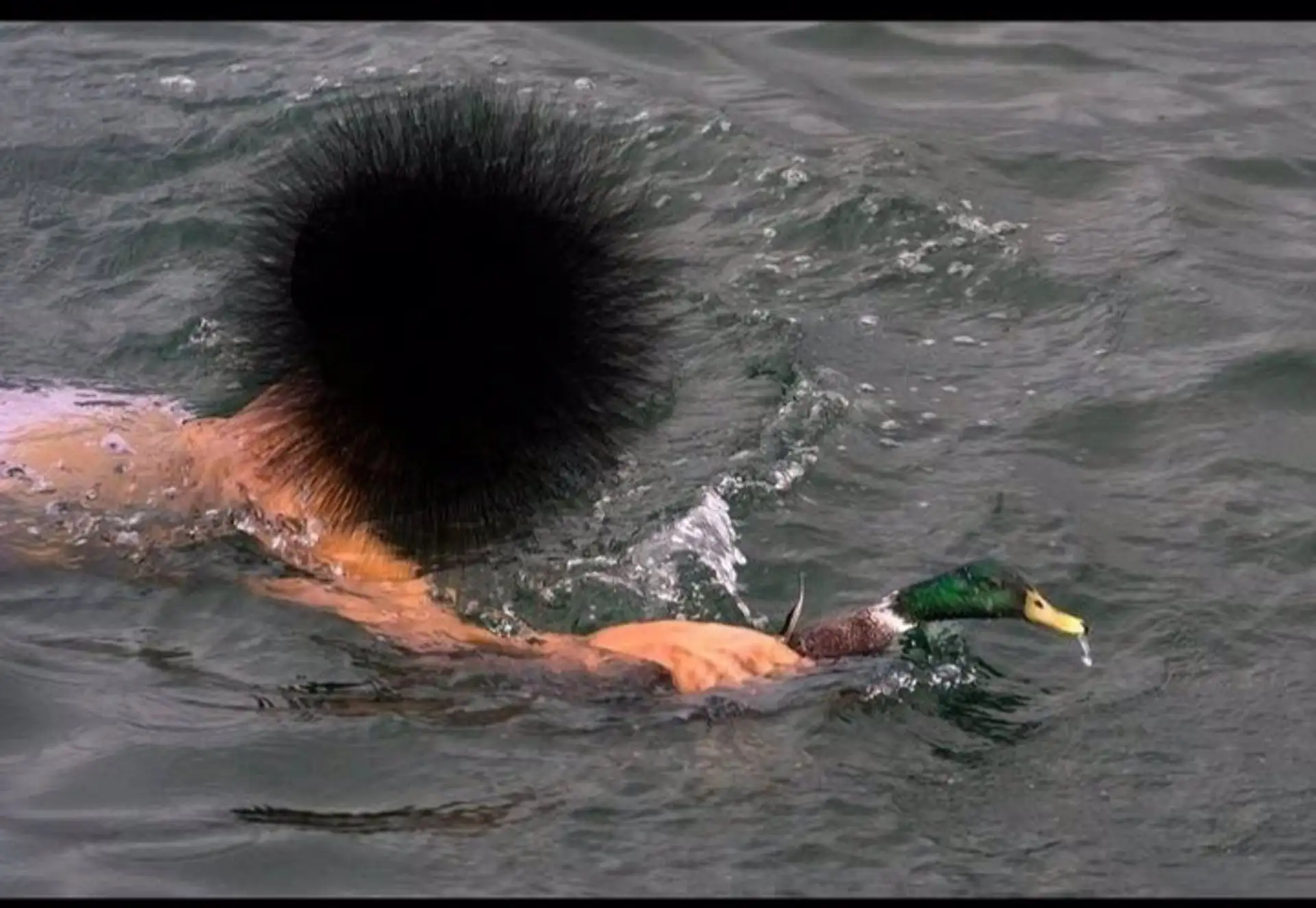 La 'caza al pato', un posible delito contra la fauna, en las fiestas de Portonovo (Pontevedra) / Foto: PACMA