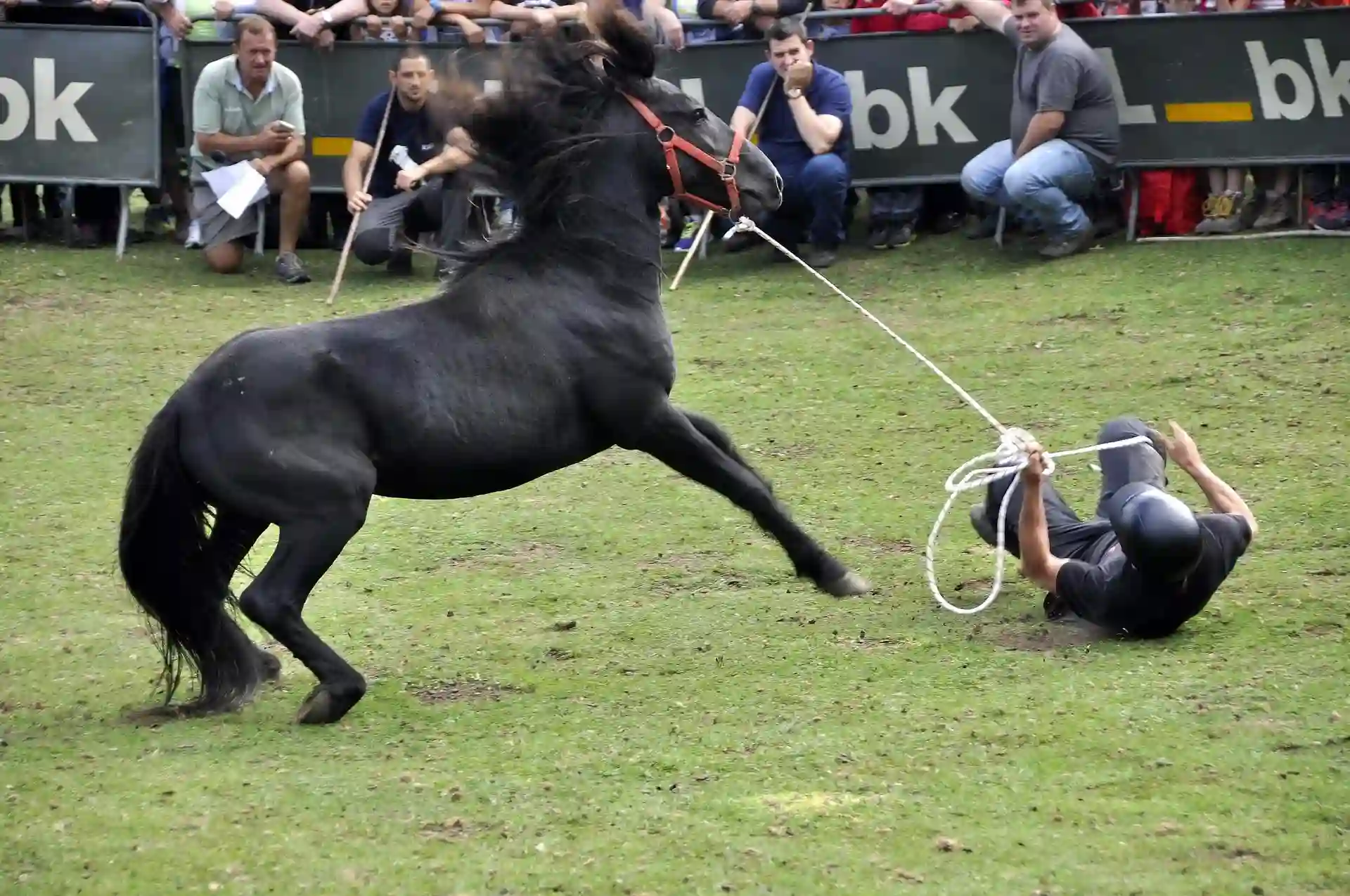 "Crueldad" en la Fiesta del Asturcón por el "trato inapropiado" a los animales / Foto: PACMA