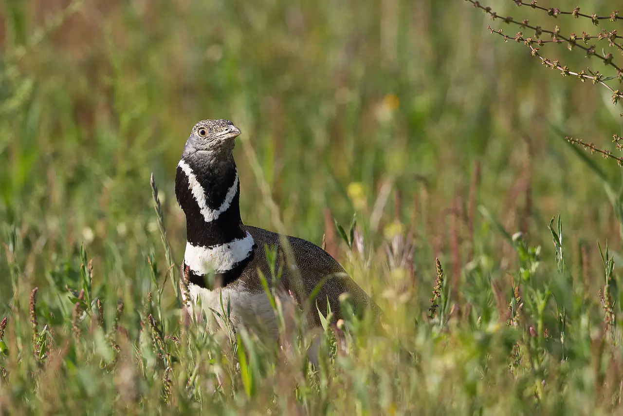 Las siegas tempranas incrementan la mortalidad de las aves en el los campos agrícolas. Ejemplar de sisón común / Foto: Wikipedia